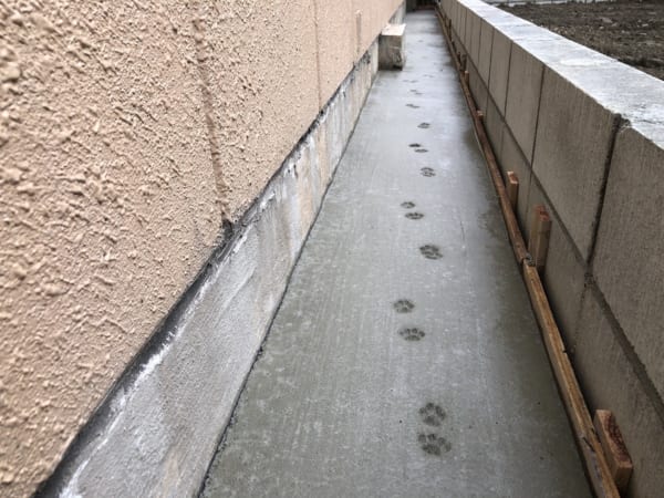 作業後のコンクリートに猫の足跡 工務店さん にゃんてこった 記事詳細 Infoseekニュース