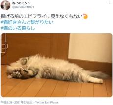 もっふもふなブラックタイニャー　揚げる前のエビフライ？な猫