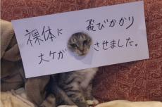 脱衣所で大惨事！　猫がやらかした事実に思わず痛くなる……