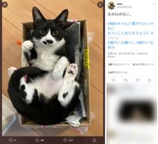 ご利益があるニャン　令和の世に現れた「生まねきねこ」