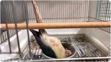 「首、痛くならないの？」インコの寝かたのクセがすごい