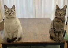 帰宅した飼い主の前に立ちはだかる猫姉妹