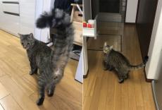 モップかな？　驚いた拍子でしっぽがボンボン丸になった猫さん