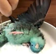 下味つけてる？　少し変わった方法で水浴び楽しむインコ