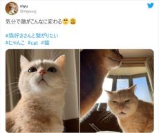 気分で顔がこんなに変わる　露骨に嫌な顔をする猫