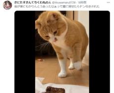 「え……」　かりんとうにドン引きする猫