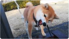 「パクパクパクパク」エアー水飲みをしている柴犬が可愛すぎる