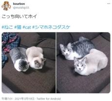 「こっち向いてホイ」　猫兄弟の反応がぴったりシンクロ