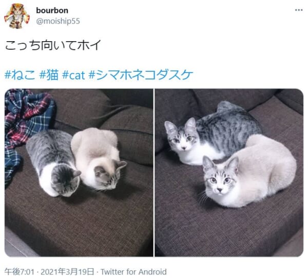 こっち向いてホイ」 猫兄弟の反応がぴったりシンクロ｜Infoseekニュース