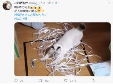 犯人は現場に戻る……証拠写真を撮られちゃった猫