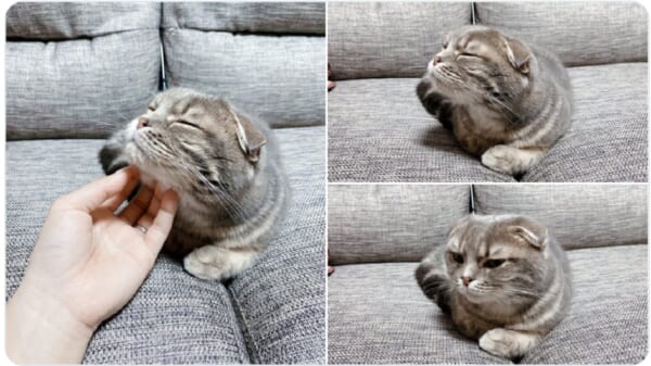 なでなで気持ちいい あれ な猫が可愛すぎる トピックス Infoseekニュース なでなで気持ちいい あれ な猫が可愛すぎる トピックス Infoseekニュース