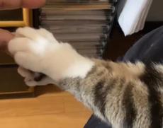 ファンサが手厚い猫の握手会　しっかりにぎるニャン