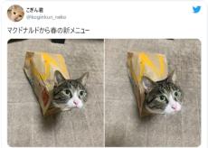 マクドニャルド？マックの紙袋と一体化しちゃった猫さん