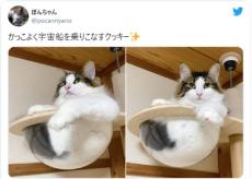 カッコいい！宇宙船を貫禄たっぷりで乗りこなす猫