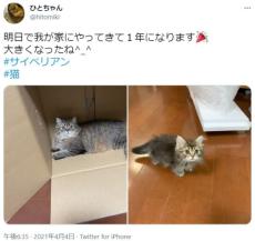 愛猫の子猫時代と現在比較　どっしり構える姿に愛され度合いが一目瞭然