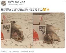 箱が好きすぎて添い寝をしてしまう子猫ちゃん