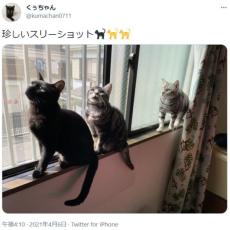 「ニャン生」の大先輩と　愛猫そろい踏みのスリーショット