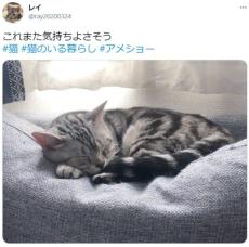 春眠暁を覚えずニャン　お気に入りの場所でスヤアっな猫