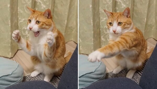 打つべし！打つべし！ 猫ボクサーの繰り出す華麗なパンチ｜Infoseek