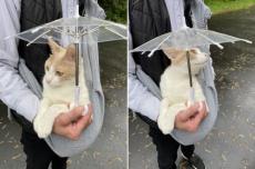 おさんぽ大好き猫の「雨の日スタイル」に25万いいね