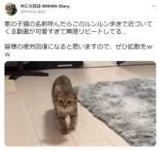 まるでアニメのワンシーン？　ルンルン歩きする子猫