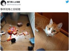 食器を割るなど罪をかさねる愛猫　でも可愛いから無罪