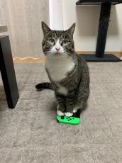 ニンテンドースイッチにジェラシーの炎を燃やす猫