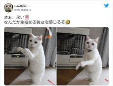 王者の風格？プロボクサーのように戦う気満々な猫