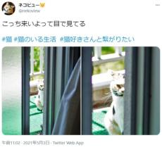 「こっち来いよ」アピールが独特な猫　顔半分のぞかせ飼い主を「じー」