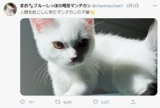 本当に「起こしに来た」だけ？目つきのするどい子猫にびっくり