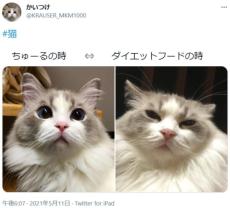 ちゅ～る→喜　ダイエットフード→不満　露骨に表情を変える猫さん