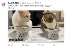 「おいしいニャ！」「だよニャ！」顔を見合わせて食事する猫にほっこり