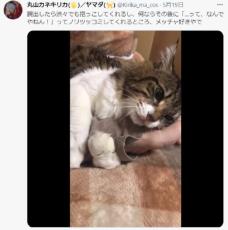 芸達者猫がノリツッコミまで習得？飼い主に「ニャんでやねん！」