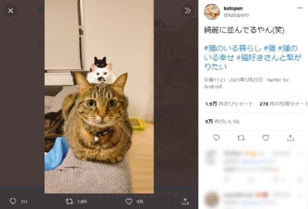 猫の上に小さい猫？きれいに並んだ奇跡の3ショット - 記事詳細 