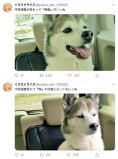 予防接種の前と後　犬の表情ギャップで心境まる分かり