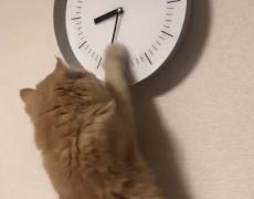 にゃんてこった！時間を操る猫にビックリ