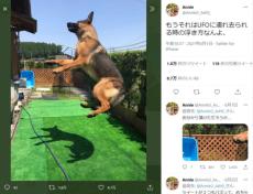 「それはUFOに連れ去られる時の浮き方」　飛んだ犬がそれにしか見えない