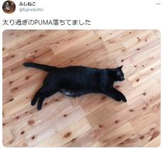 スポーツブランドのロゴっぽい　愛嬌たっぷりのぽちゃ猫が落ちてました