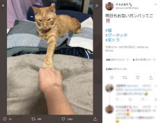 飼い主と猫が「明日もお互いガンバってこ！」　グータッチの挨拶が微笑ましい