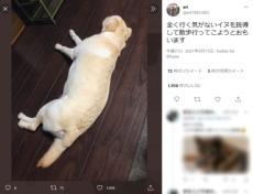 犬を説得して散歩に　やる気のなさを背中から漂わせるわんこ