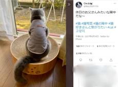 哀愁漂う愛猫の猫背　まるで休日のお父さん