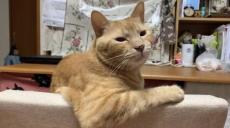 「おっさん入ってると思うんだけど」　飼い主を困惑させるメス猫