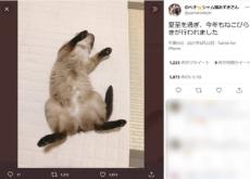 猫飼いにとっての夏の訪れ　今年も「ねこびらき」始めました