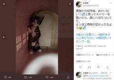 まるでホラー映画のヒロイン　キャリーバッグの奥でひっそり身を隠す子猫