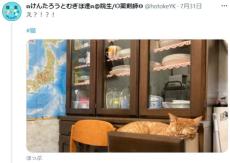 え！？　食器棚の引き出しでスヤスヤ眠る愛猫に飼い主驚きびっくり