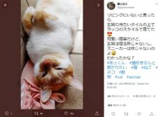 愛猫が玄関でスヤスヤ……悟る飼い主「毎年の行事になりそう」