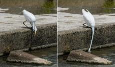 ダイサギは首を長くして待たない　野鳥写真家が決定的瞬間を激写