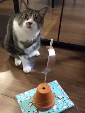 息子が作ったオモチャをガン無視する愛猫　「せめて見て！」