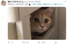 引き出しのすき間からこんニャちは　我が家の愛猫は探検家