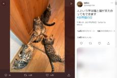 「人という字は猫が支えあってもできる」新たな名言誕生に猫飼い共感